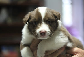 Choc boy 3