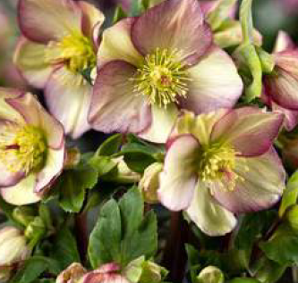 Ice N' Roses Purple Sunrise (퍼플 선라이즈)