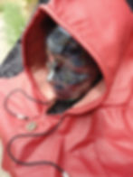 Thumbnail: Ranger Hood (colored)