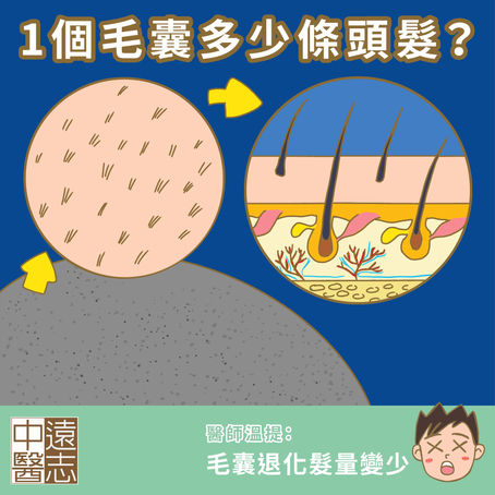 一個毛囊可以長出多少條頭髮?