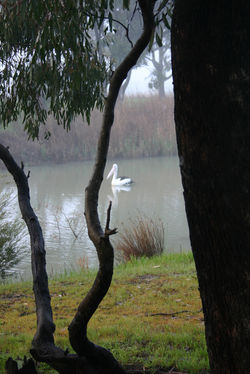 Quite of morning - Central Victoria