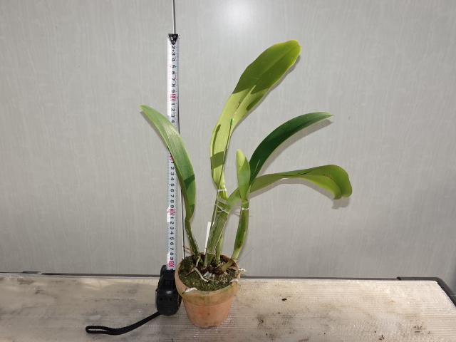 風蘭　大株⑨ 大和農園洋蘭部 株市リスト | 日本洋蘭農業協同組合