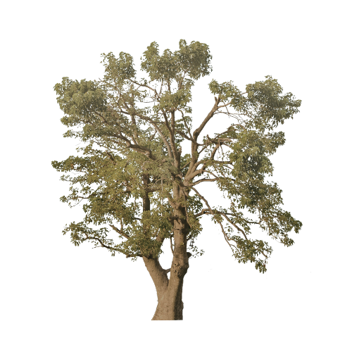 a tree