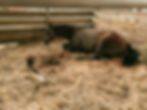 Mama and foal in the stable