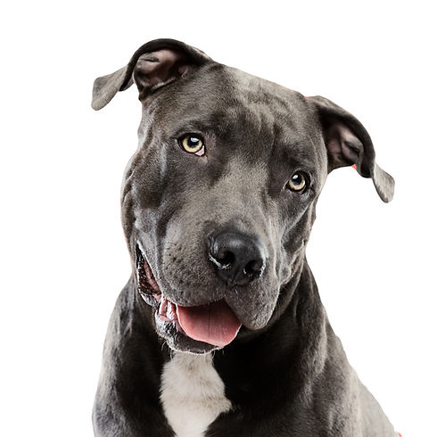 Grey pit mix looking at the camera with his tongue out