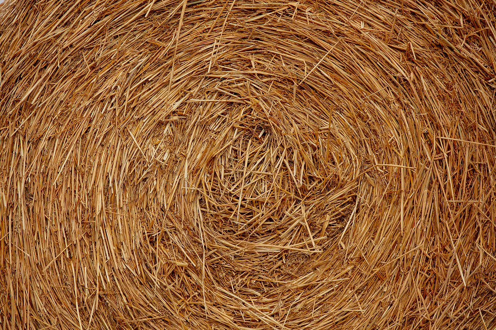 close-up-view-on-rolled-haystack-in-the-field-2023-11-27-05-11-27-utc.jpg