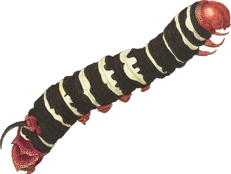 a black and white striped caterpillar with a red head