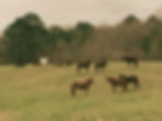 a pasture of horses at Matthews ThoroughBred Farms