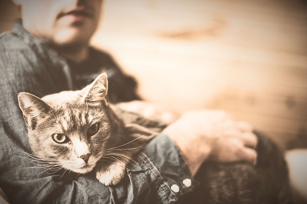 Grey Cat