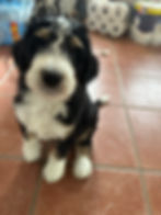 George & Sable's Summer 24 Litter