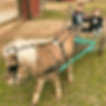 two kids riding a mini horse