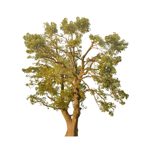 a tree