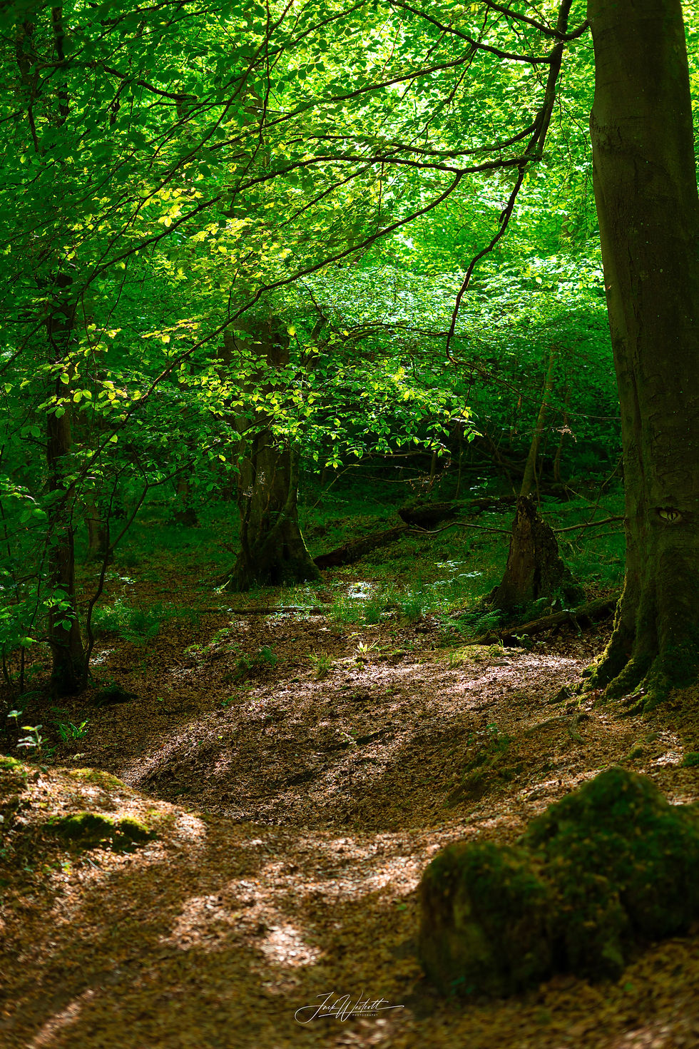 Inner forest of Chee Dale Gorge