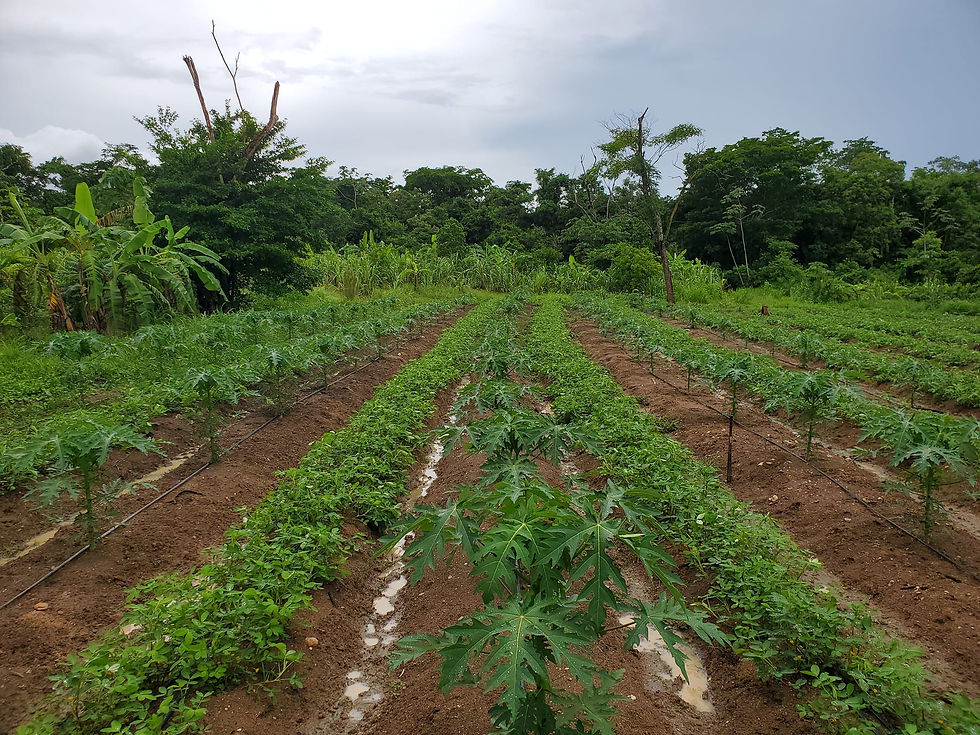 Crop field in Cayo District, Belize. (Photo Credit - contributed)
