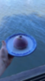 YABAN MERSİNLİ KUBBE