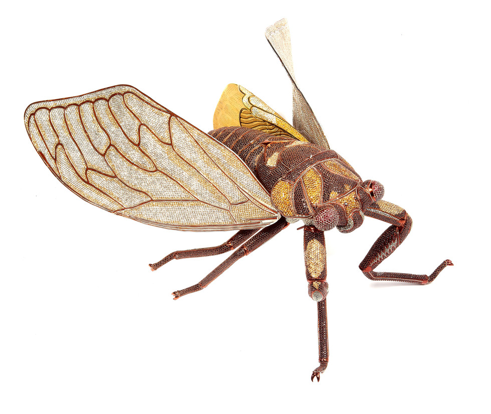 Matthew Campbell Laurenza: Cicada
