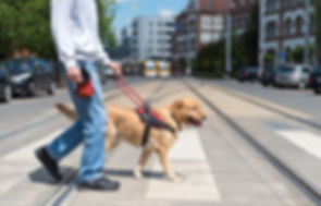 Guide Dog