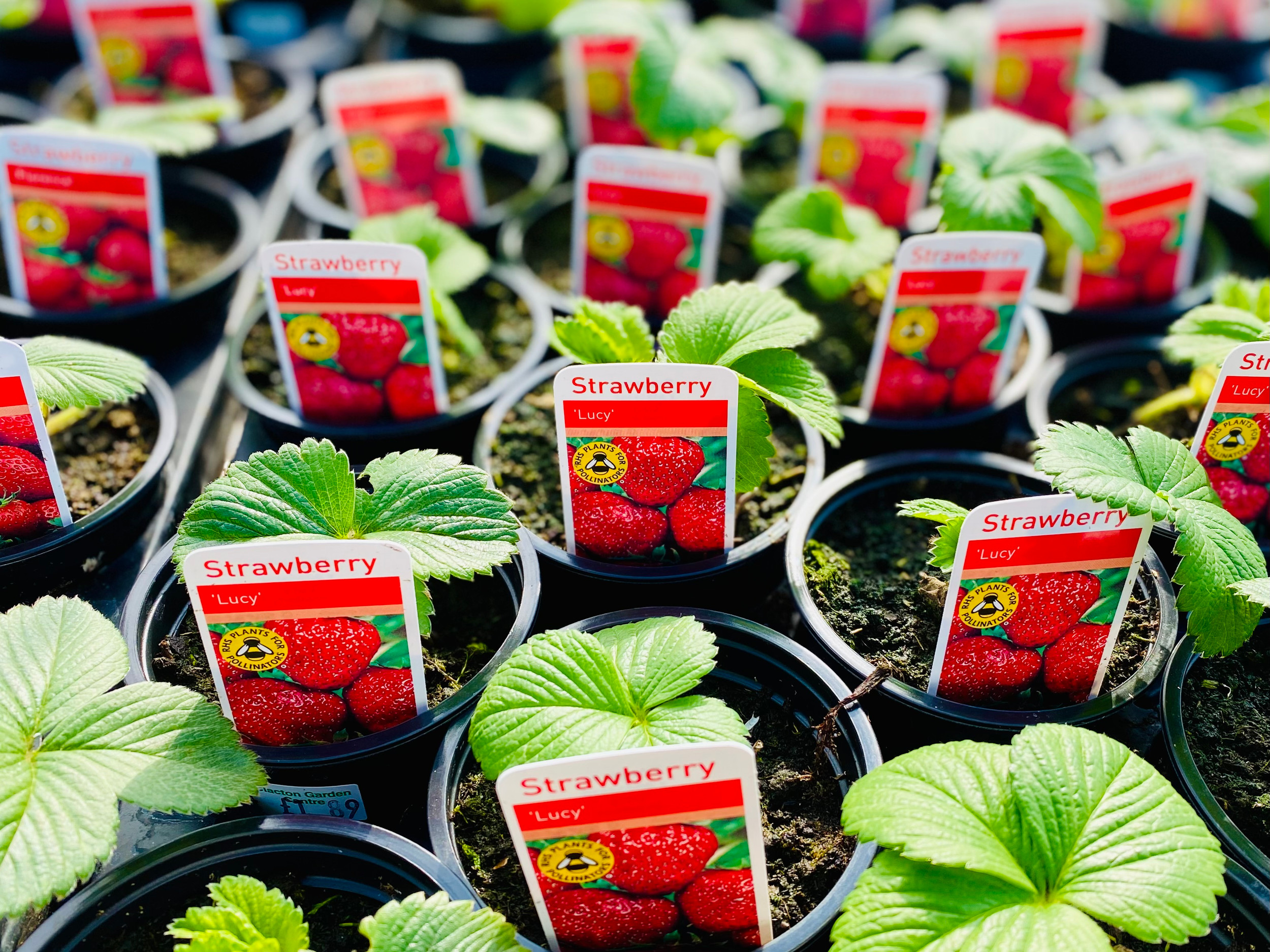 What's New? Clacton Garden Centre