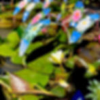 Pond Plants
