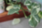 background with crystals and plants