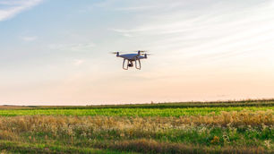 Cientistas usam drones com câmeras inclinadas para monitorar gado no pasto