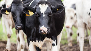 Embrapa e Boehringer Ingelheim irão desenvolver protocolos de biosseguridade para fazendas leiteiras