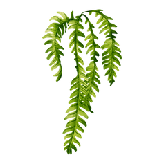 Fern three.png