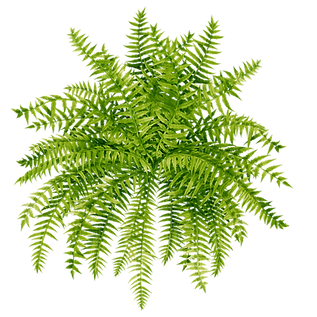 Fern one.png
