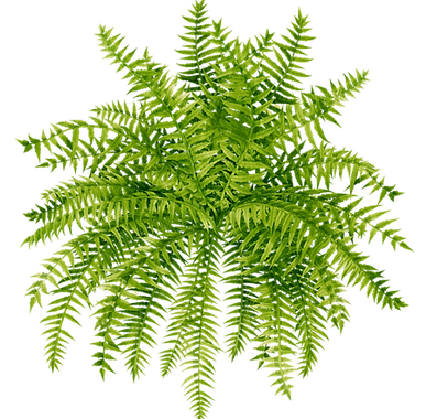 Fern one.png