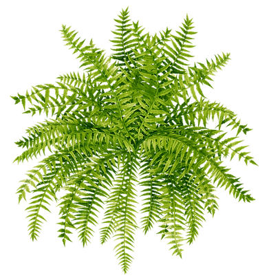 Fern one.png