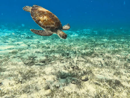 Discover the Health Benefits of Snorkeling for Improved Fitness and Wellness