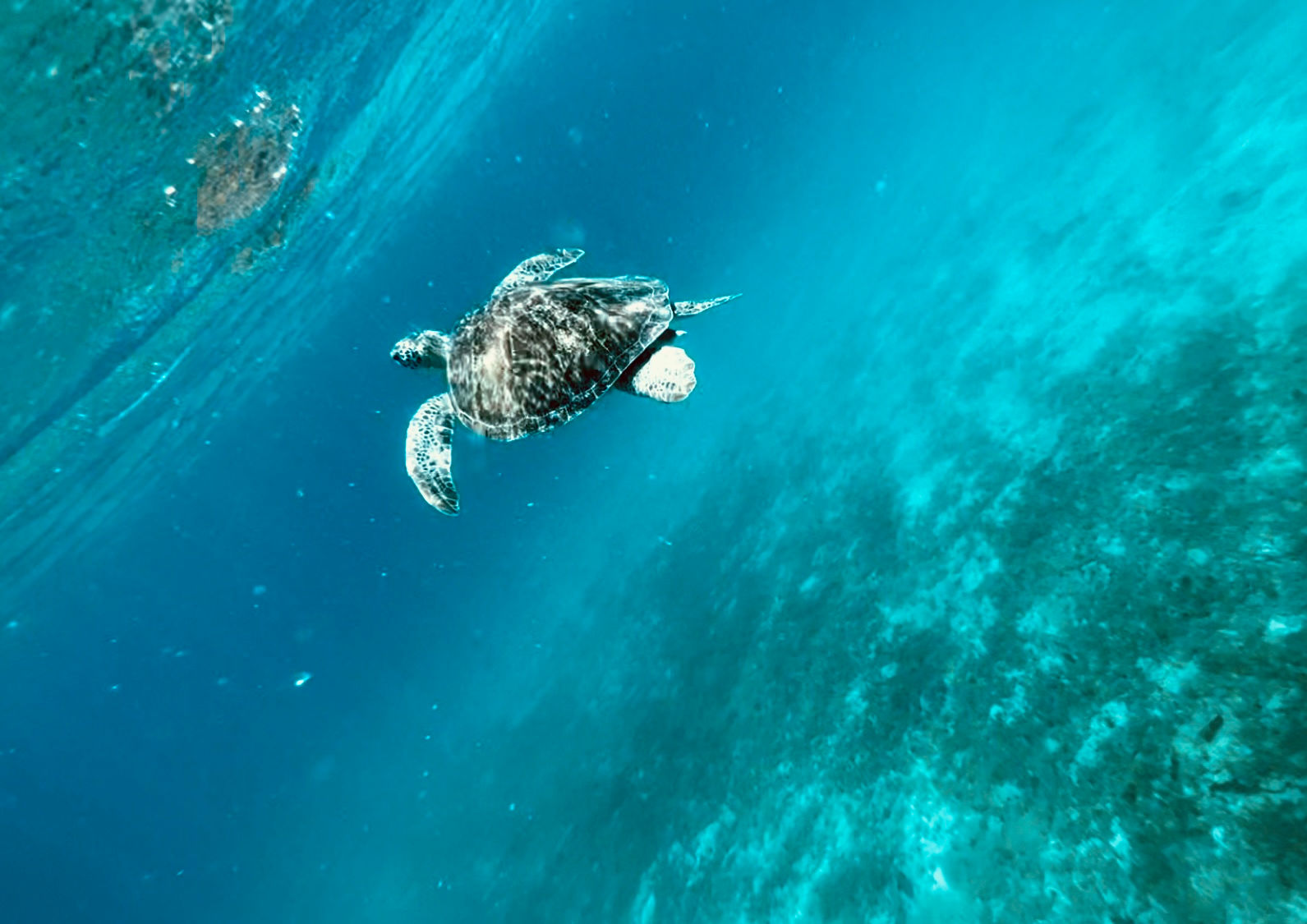 Snorkel with turtles 