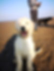 Goldendoodle, puppy, allonby, kewick, cockermouth, lakeland dog walker, dog walker, walkes