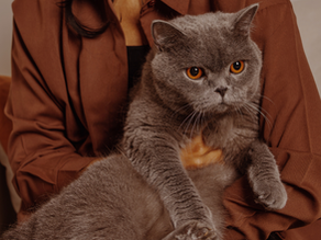 What’s Safe vs. Deadly for Cats: Foods Every Cat Owner Must Know