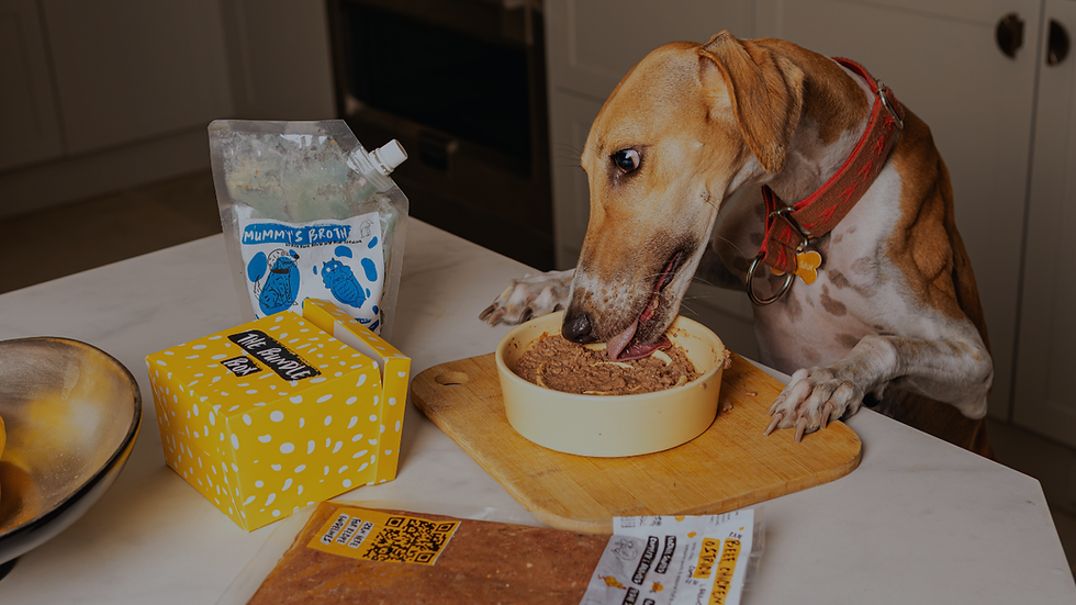 Bone Broth is the best thing for your Pets