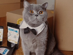 Understanding Digestive Sensitivities in Cats & How Diet Helps