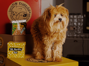Why Freeze-Dried Treats Are a Must-Have for Pet Parents
