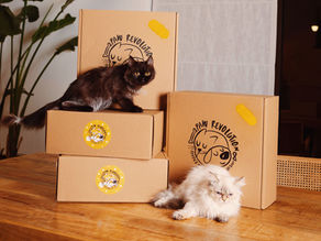 Hydration & Moisture-Rich Diets for Cat Urinary Health