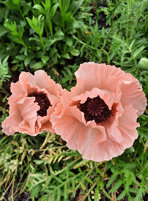 Lokale verkopers in tuinbouw Emmen