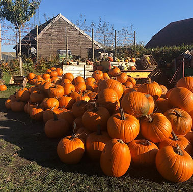 Lokale verkopers in tuinbouw Emmen