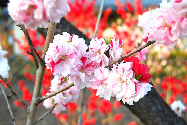 DSC_0069_edited.jpg