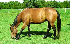 Ethel at Rainhill.JPG