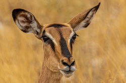 Black Faced Impala