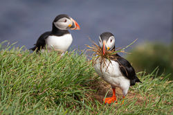 Puffins, Borgarfjordur