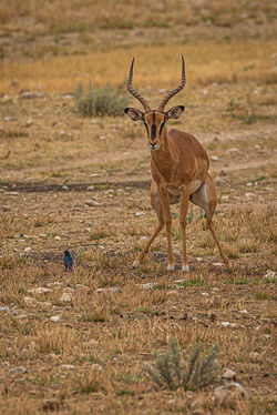 Black Faced Impala