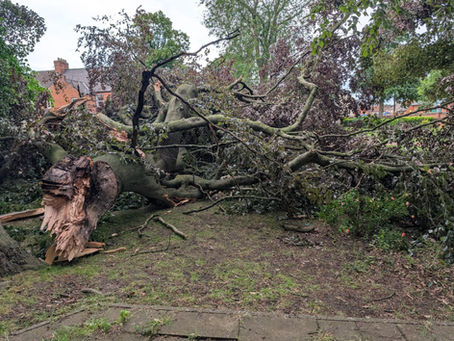Tree felled after debris falls on to footpath