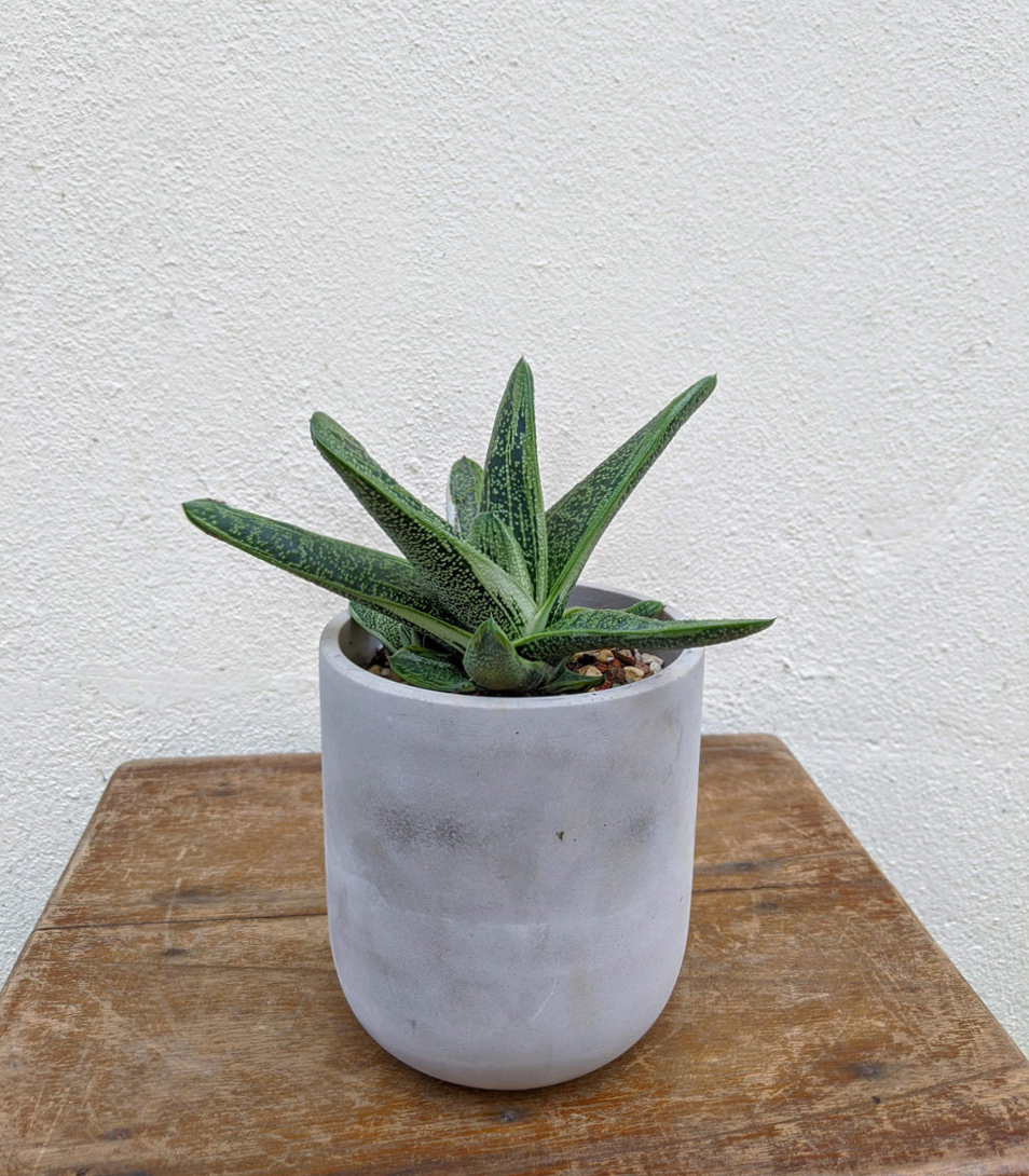 Gasteria Little Warty (Tulela)
