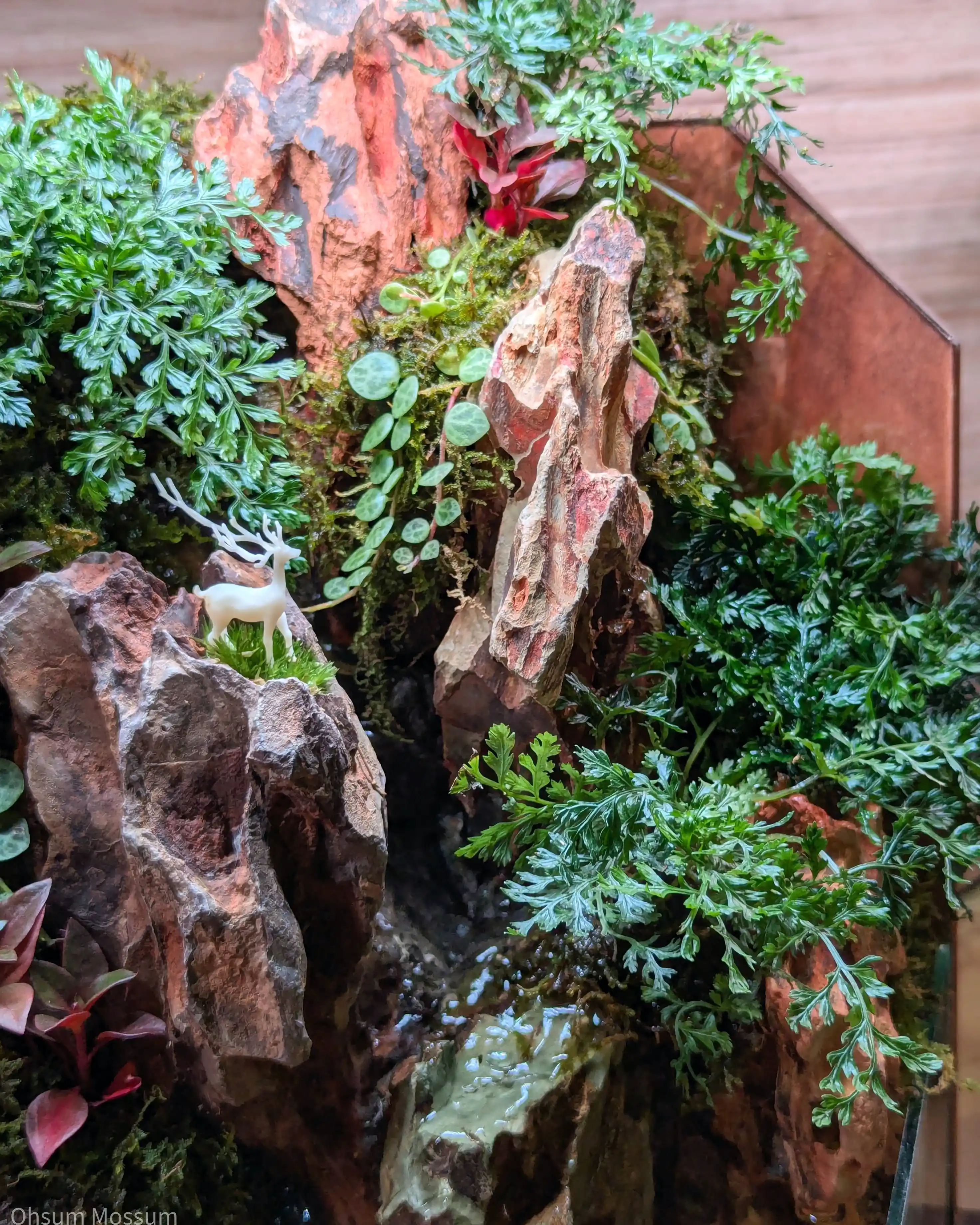 Paludarium terrarium workshop in PJ KL