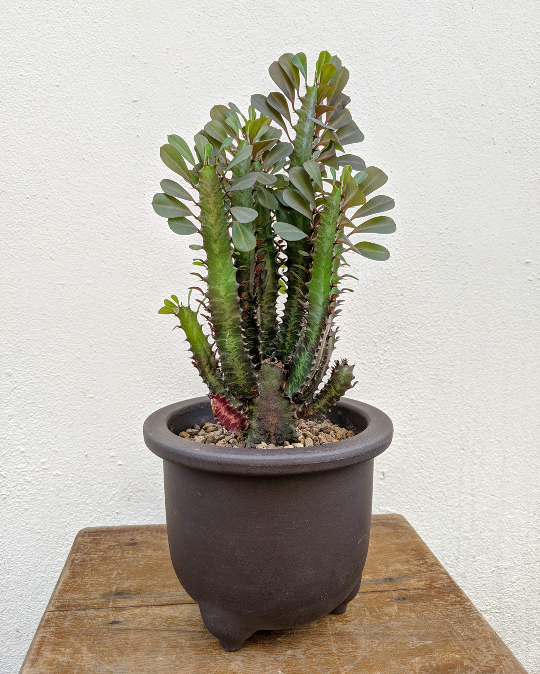 Euphorbia Trigona (Adama)