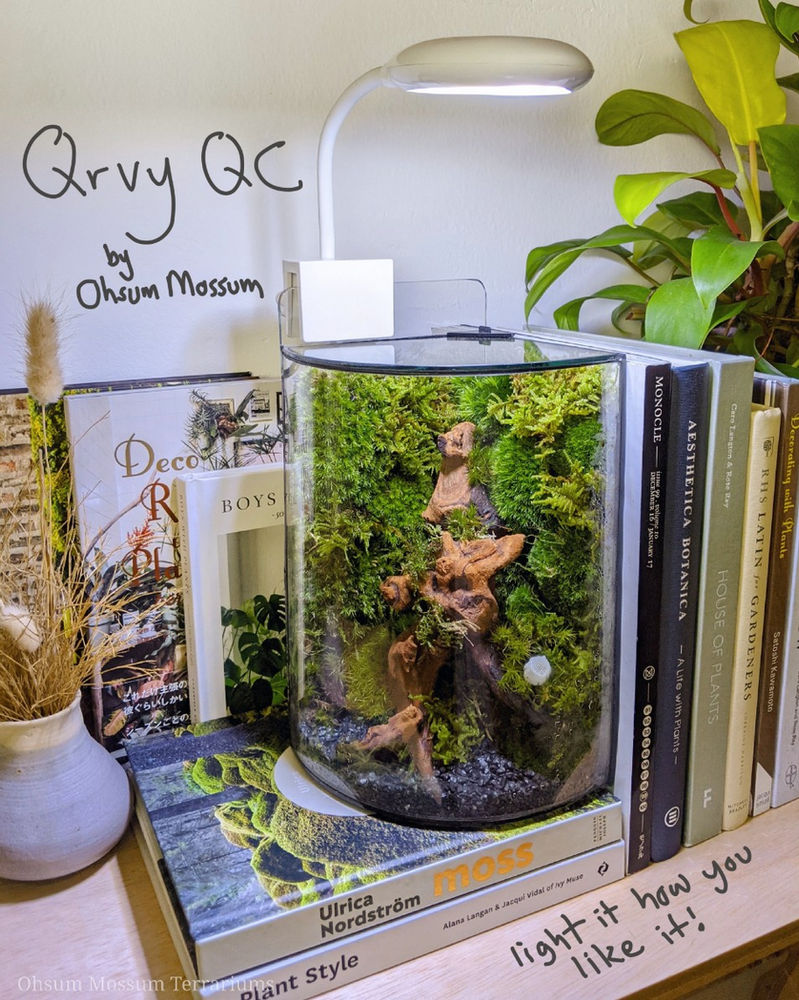 Qrvy QC Glass Terrarium Case Preorder Batch 1